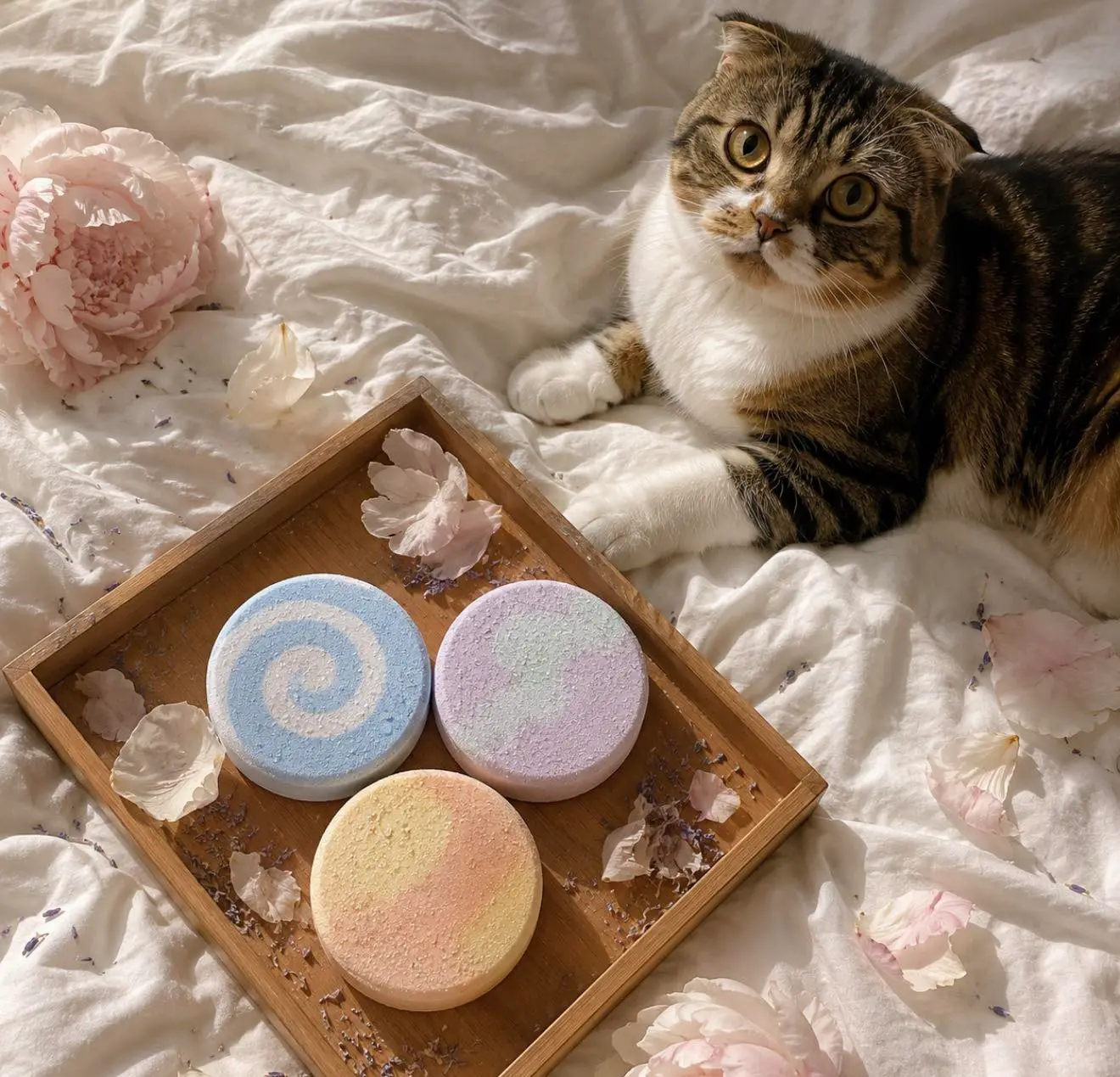 Holy Fizz organic bath bombs in blue, purple and yellow on wooden tray with Scottish Fold cat and pink peony flowers on white linen