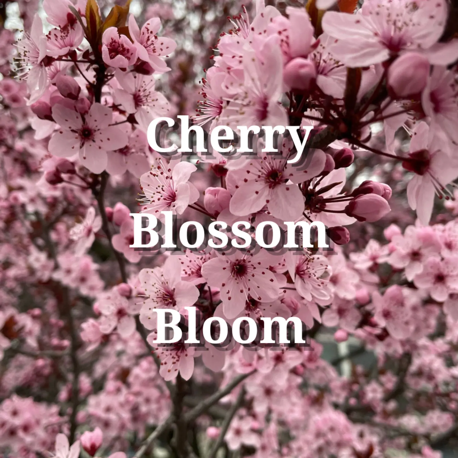 Pink cherry blossoms representing the Holy Fizz Cherry Blossom Bloom shower steamer scent