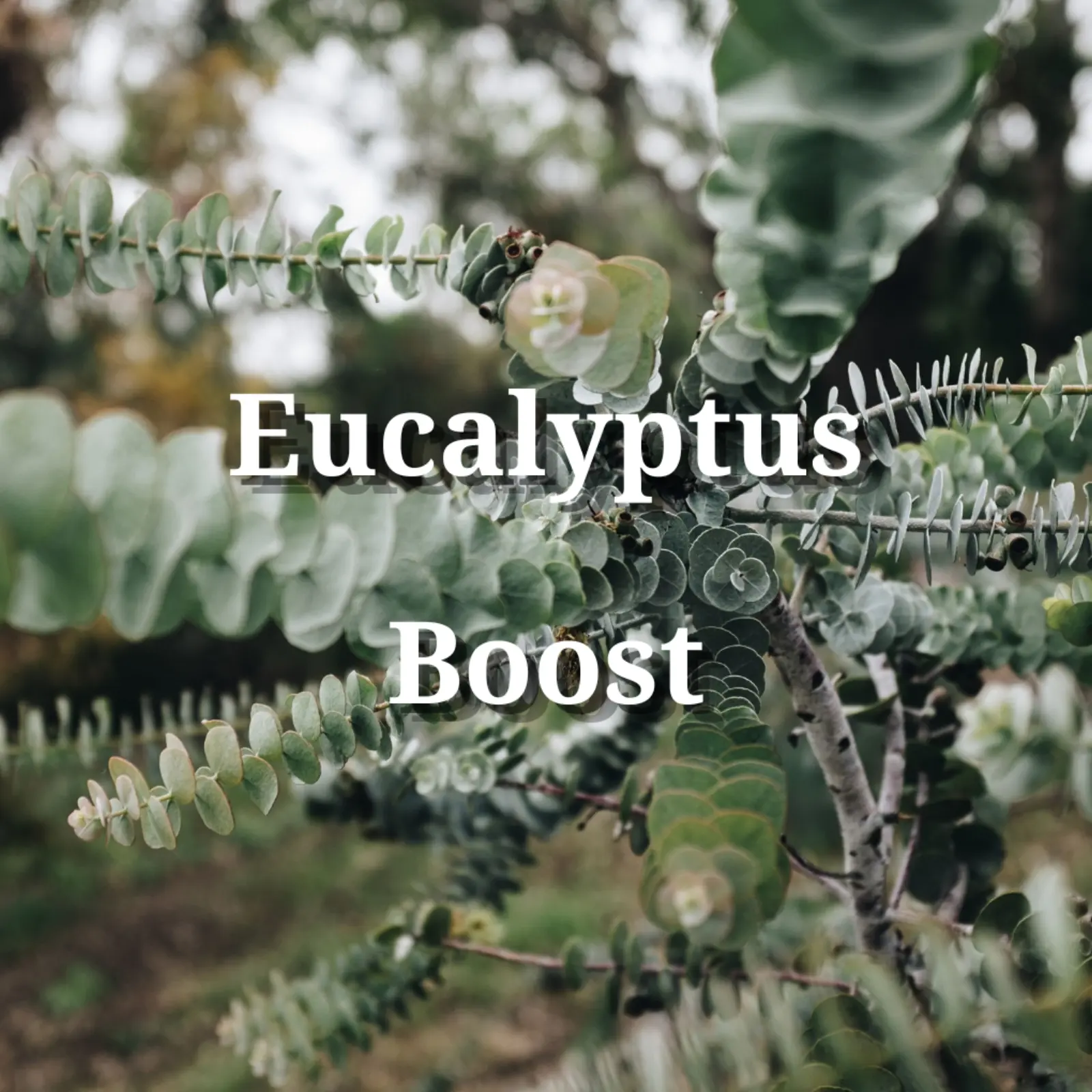 Fresh eucalyptus leaves representing the Holy Fizz Eucalyptus Boost shower steamer scent