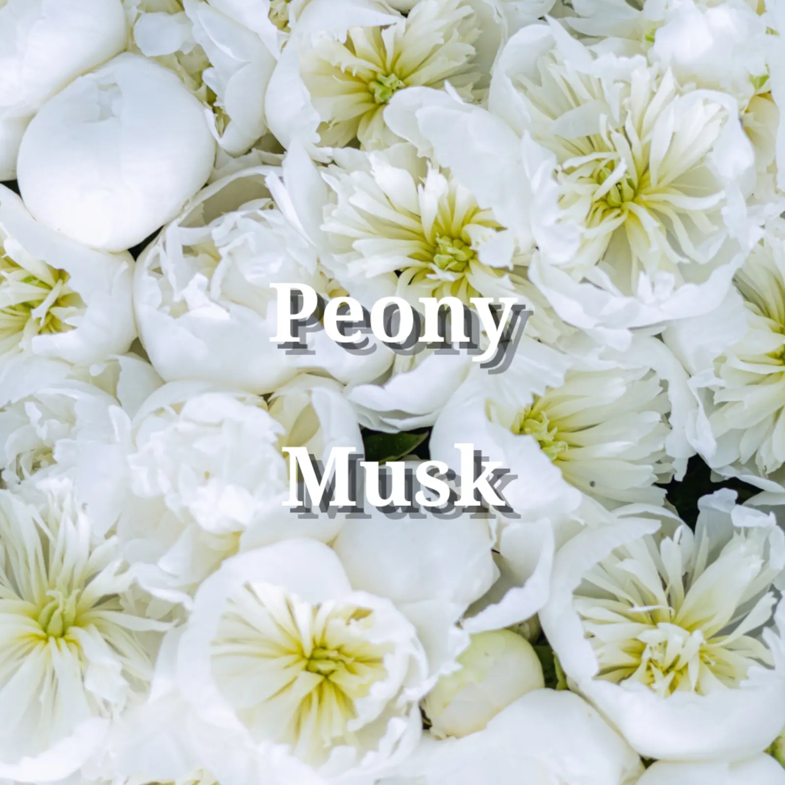 White peony flowers representing the Holy Fizz Peony Musk shower steamer scent